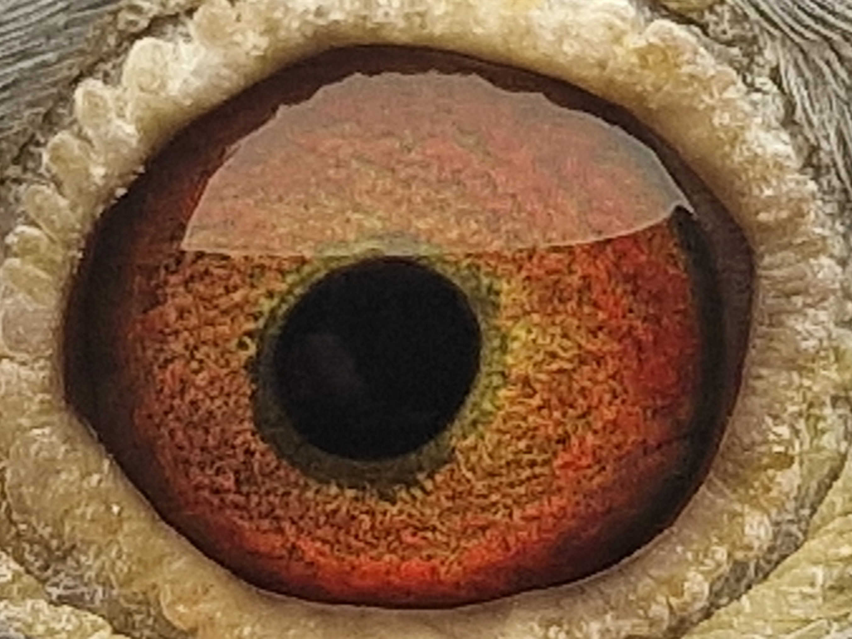 Pigeon eye